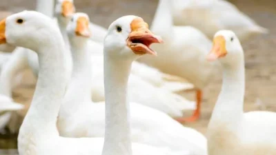 ahl amit talwar 4TCx0NyBcmI unsplash 1