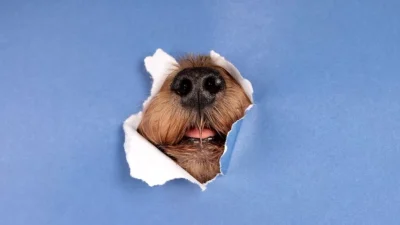 ahl lovely pet portrait isolated