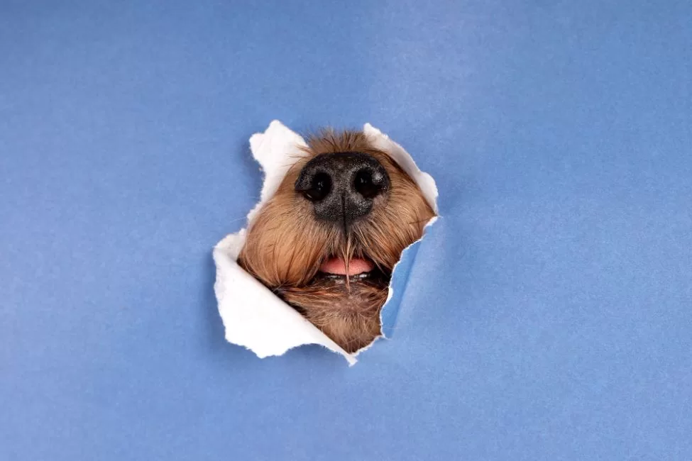 ahl lovely pet portrait isolated