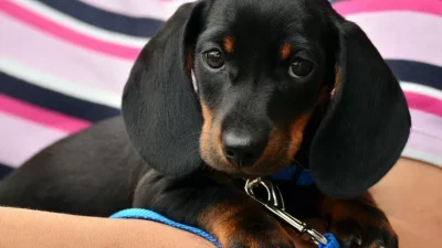 ahl dachshund 1519374 1280