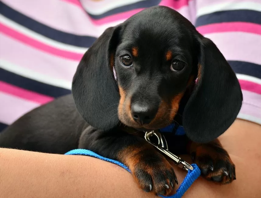 ahl dachshund 1519374 1280