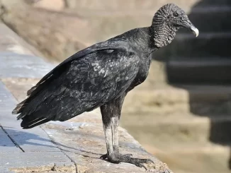 ahl Coragyps atratus brasiliensis
