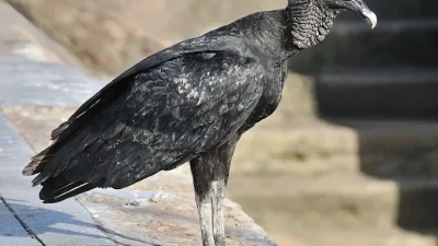 ahl Coragyps atratus brasiliensis
