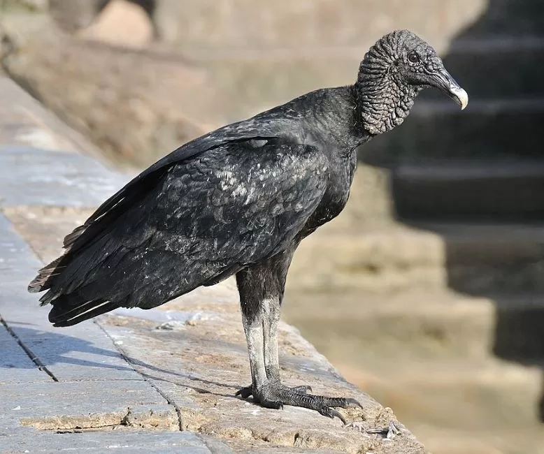 ahl Coragyps atratus brasiliensis
