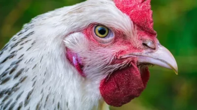 ahl hen 3616188 1280