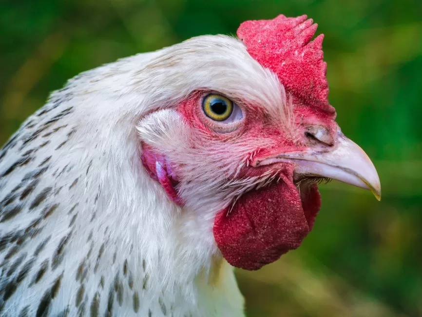 ahl hen 3616188 1280