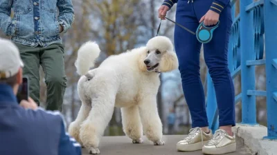 ahl dog 3393215 1280