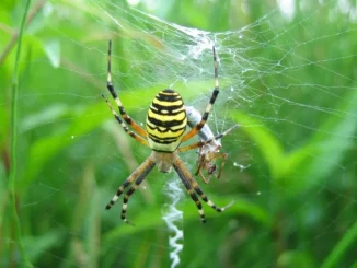 ahl Argiope bruennichi