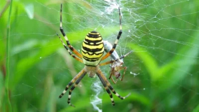 ahl Argiope bruennichi