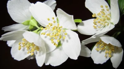 ahl flower 363278 1280