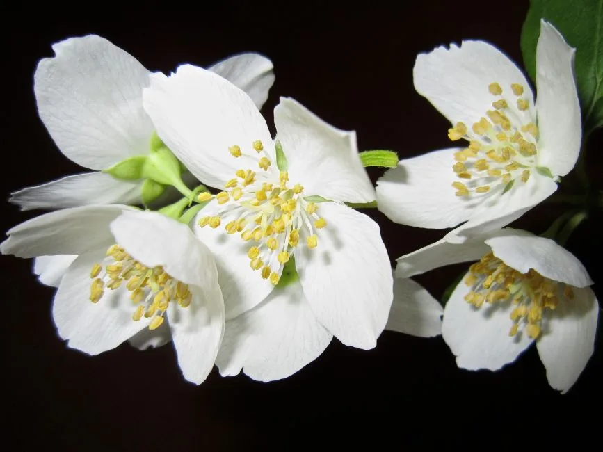 ahl flower 363278 1280