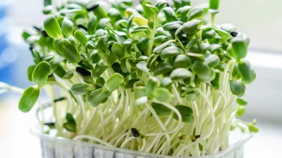 ahl microgreen 6688950 1280