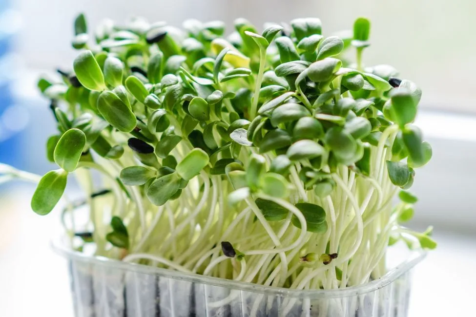 ahl microgreen 6688950 1280