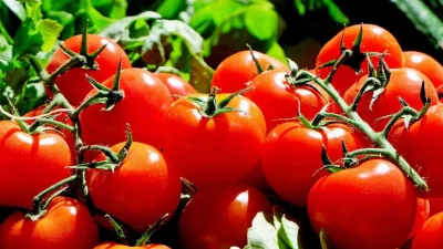 ahl tomatoes 1280859 1280