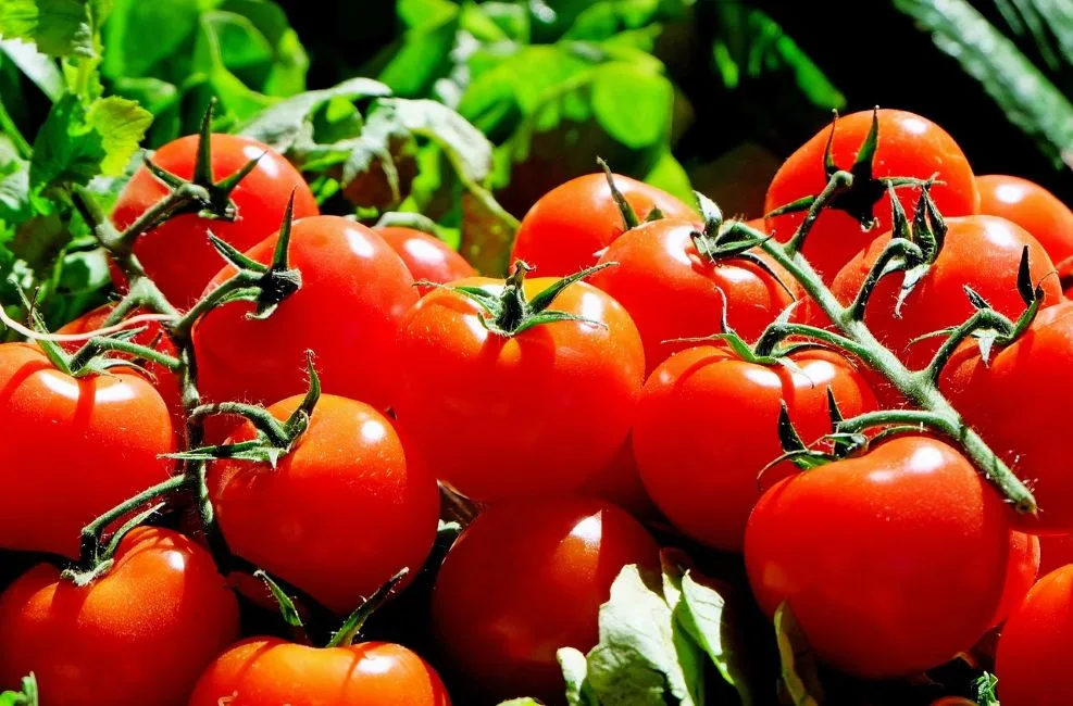 ahl tomatoes 1280859 1280