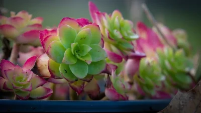 succulents 6974057 1280