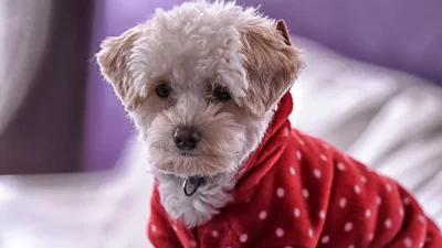 ahl dogs 7501790 1280
