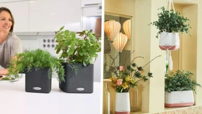 ajan plantart.hu 2025 januar LinkMarketing 4