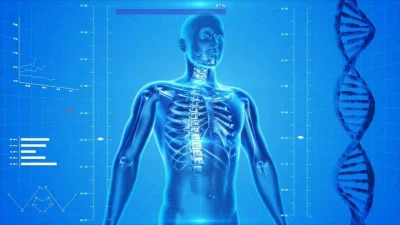 ahl human skeleton 163715 1280