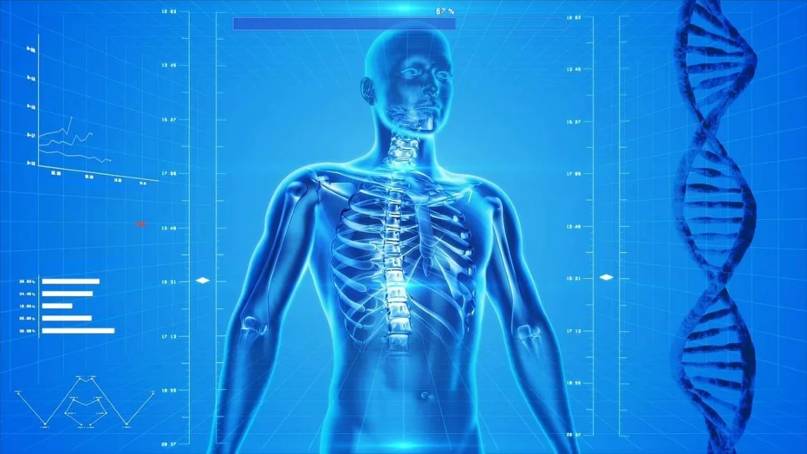 ahl human skeleton 163715 1280