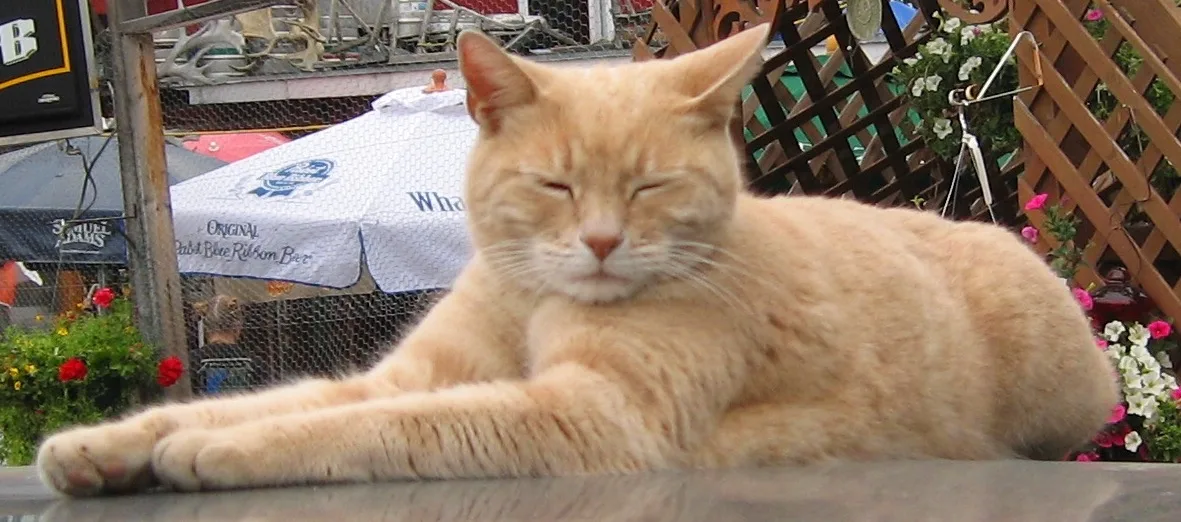 ahl Mayor Stubbs