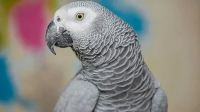 ahl bird 7188220 1280