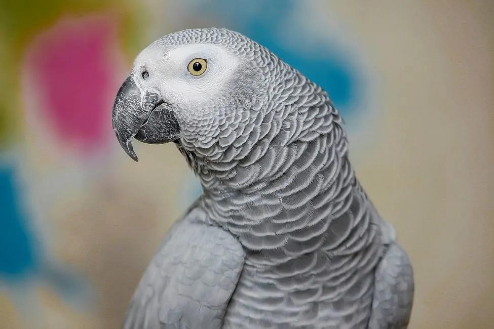 ahl bird 7188220 1280