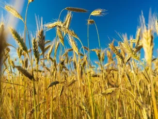 ahl wheat 7609538 1280