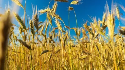 ahl wheat 7609538 1280