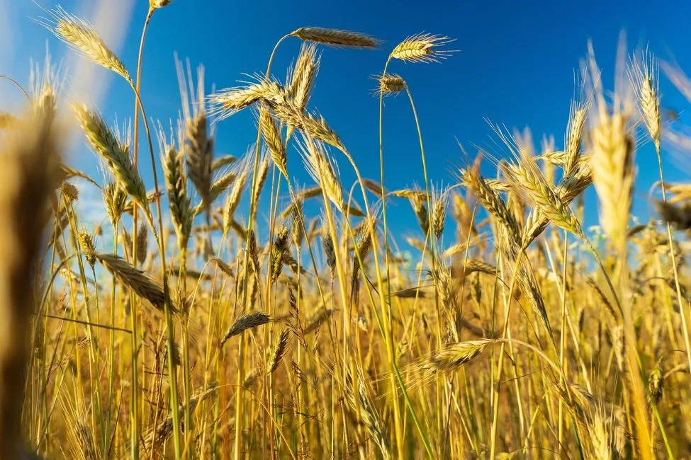 ahl wheat 7609538 1280