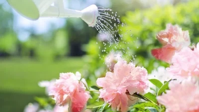 ahl watering 2389940 1280