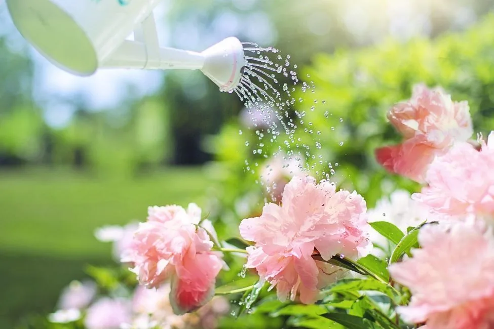ahl watering 2389940 1280