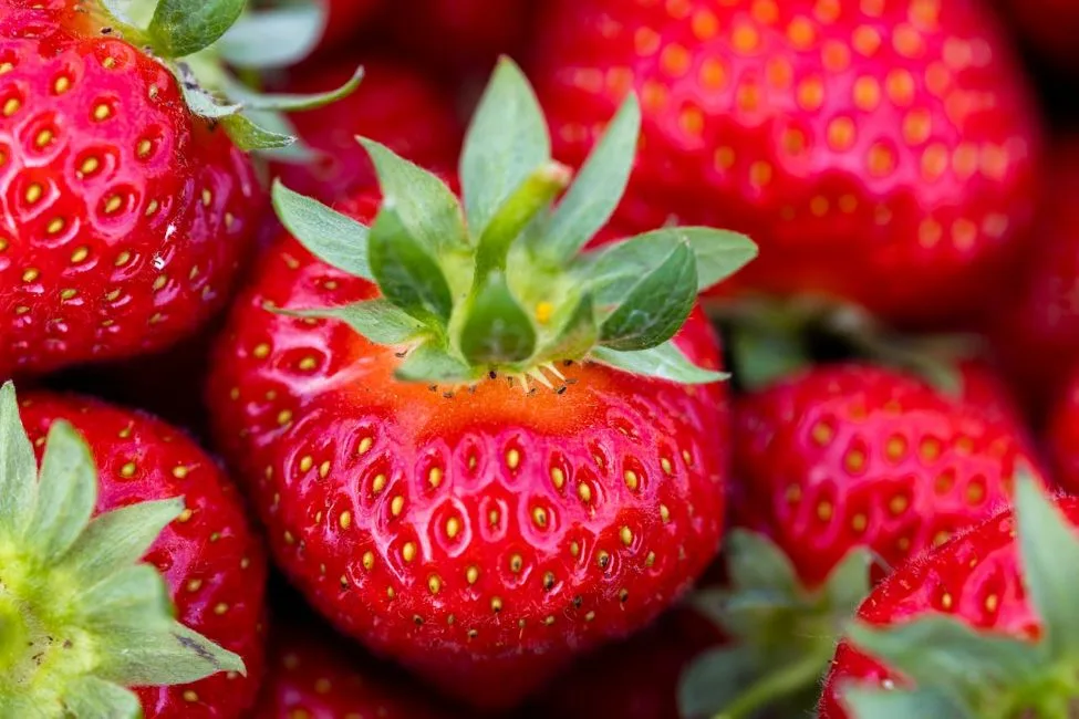 ahl pexels joerg mangelsen 337913024 24828975