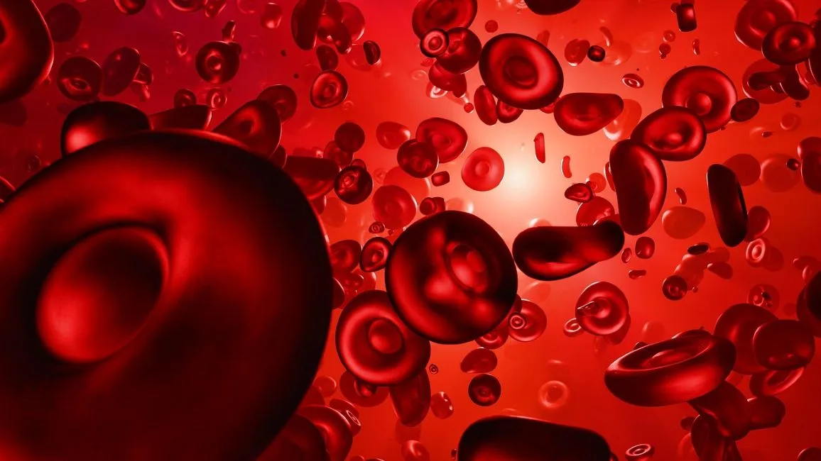 ahl red blood cells 7739308 1280