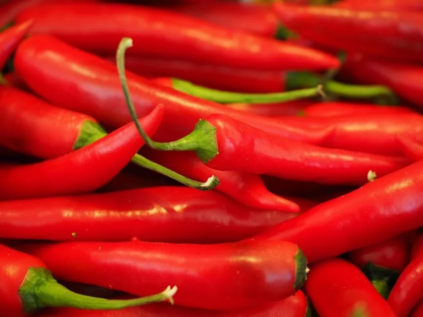 ahl chili 499062 1280