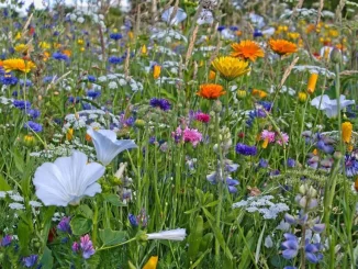 ahl flower 5424329 1280