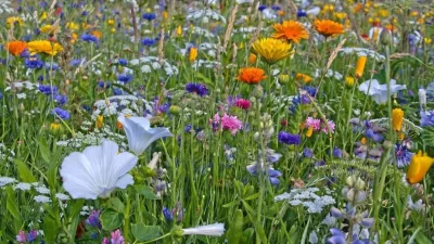 ahl flower 5424329 1280