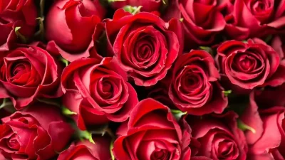 ahl red 1867767 1280