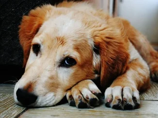 aszep petguru.hu 2025 szeptember LinkMarketing 2