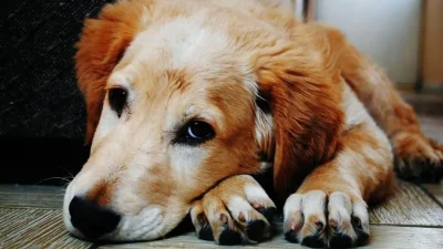 aszep petguru.hu 2025 szeptember LinkMarketing 2