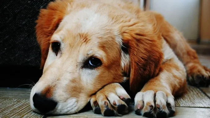 aszep_petguru.hu - 2025 szeptember - LinkMarketing - 2