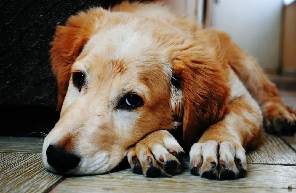 aszep petguru.hu 2025 szeptember LinkMarketing 2