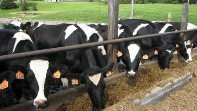 ahl cattle 13384 640