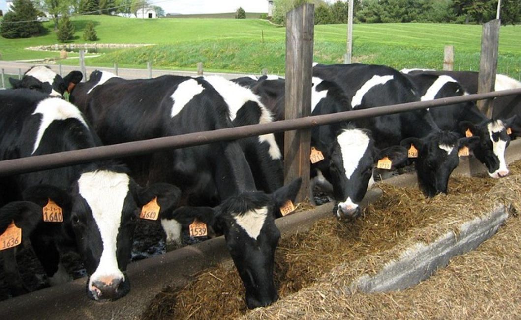 ahl cattle 13384 640