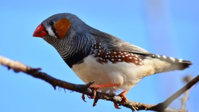 ahl bird 4006517 1280