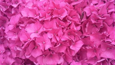 ahl flower 662217 1280