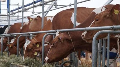 adec https gardamax.hu 2025 december Cikk4