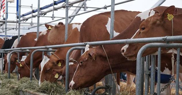 adec https gardamax.hu 2025 december Cikk4