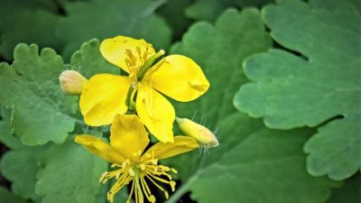 ahl greater celandine 5208207 1280