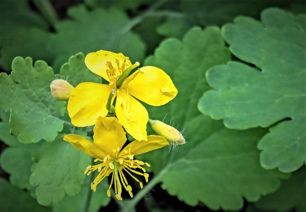ahl greater celandine 5208207 1280